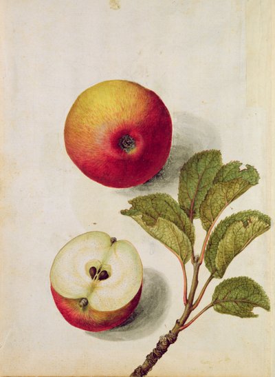 Apple: Pyrus malus, c.1568 by Jacques Le Moyne
